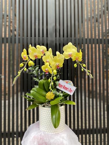 Hoa Lan Chúc Mừng 00043